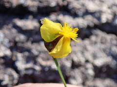 Xyris elliottii