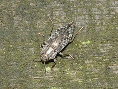 Buprestidae