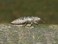 Buprestidae