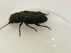 Spondylis buprestoides