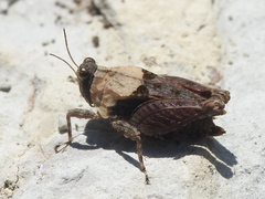 Paratettix mexicanus
