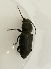 Spondylis buprestoides