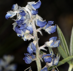 Lupinus meionanthus