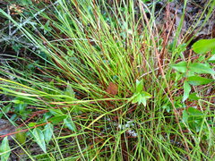 Xyris elliottii