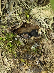 Euphonia hirundinacea