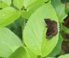 Staphylus hayhurstii