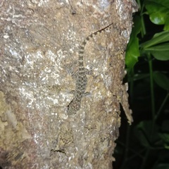 Hemidactylus parvimaculatus