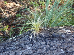 Tillandsia utriculata