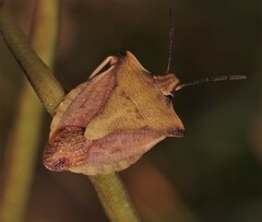 Carpocoris fuscispinus