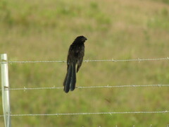 Crotophaga sulcirostris
