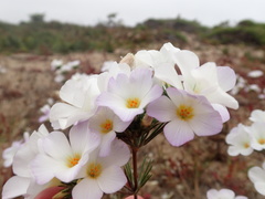 Leptosiphon grandiflorus