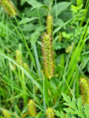 Setaria pumila