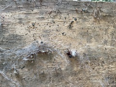 Scotophaeus blackwalli