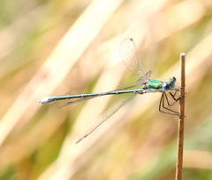Lestes virens