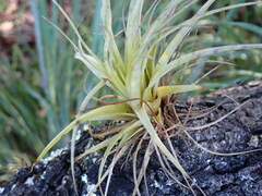 Tillandsia utriculata