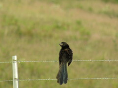 Crotophaga sulcirostris