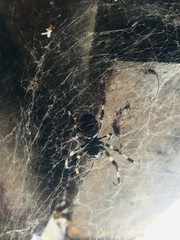 Nephilengys malabarensis