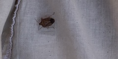 Carpocorini