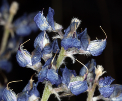 Lupinus meionanthus