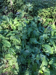 Cirsium oleraceum