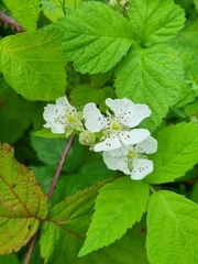 Rubus caesius