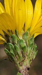 Pyrrocoma clementis clementis