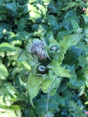 Cirsium oleraceum