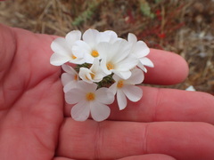 Leptosiphon grandiflorus