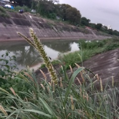 Setaria verticillata