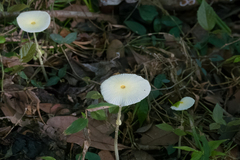 Leucocoprinus fragilissimus