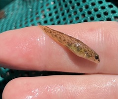 Etheostoma olmstedi