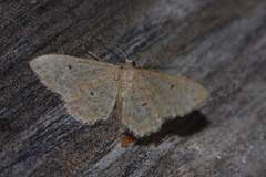 Idaea belemiata