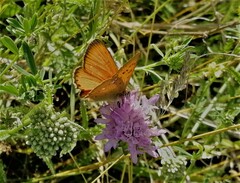 Lycaena virgaureae