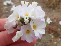 Leptosiphon grandiflorus