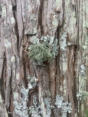 Evernia mesomorpha