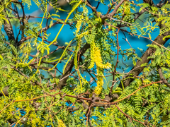 Prosopis pallida