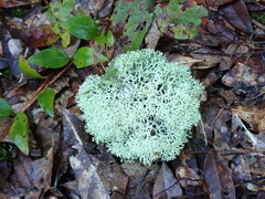 Cladonia evansii
