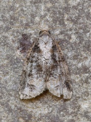 Platynota exasperatana