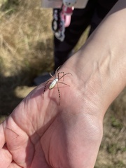 Argiope trifasciata
