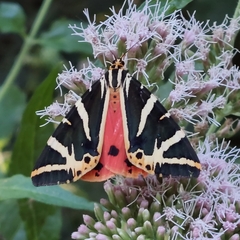 Euplagia quadripunctaria