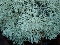 Cladonia evansii