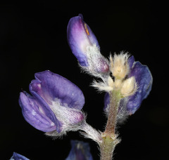 Lupinus meionanthus
