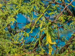 Prosopis pallida