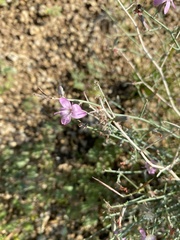 Stephanomeria pauciflora