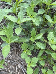 Physalis hederifolia