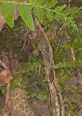 Brachypremna dispellens