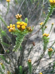 Oedera squarrosa