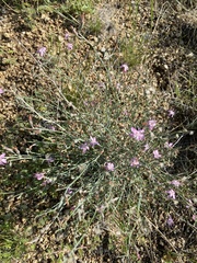 Stephanomeria pauciflora