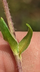 Pyrrocoma clementis clementis