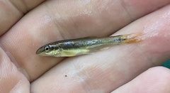 Rhinichthys cataractae